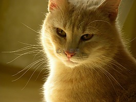 紅貓,動物,貓臉