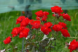 玫瑰,紅色,花