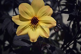 花,植物區(qū)系,自然