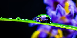 一滴水,滴,葉草