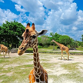 動(dòng)物園,長(zhǎng)頸鹿,動(dòng)物
