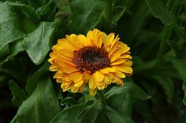 金盞花,花,黃色
