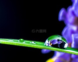 一滴水,滴,葉草