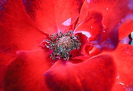 玫瑰,紅玫瑰,紅色花