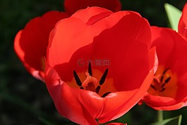 紅色,愛,激情