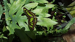 蝴蝶,綠色,昆蟲(chóng)
