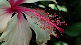 槿,雌蕊,花