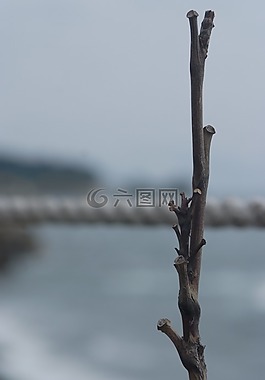 木材,樹枝,海