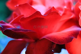 玫瑰,紅玫瑰,紅色花