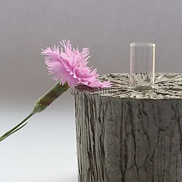 花,粉紅色,混凝土