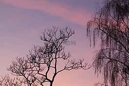 樹,云,天空