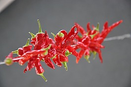 吃,食品,豆莢