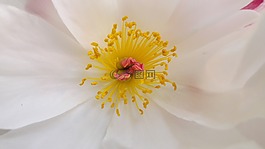 花,雌蕊,牡丹