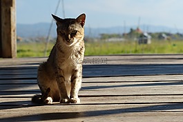 自然,动物,户外