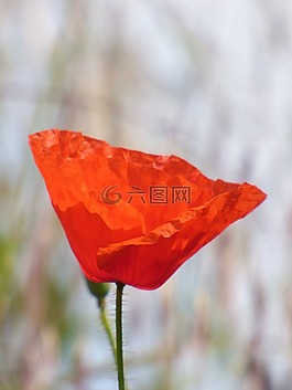 罌粟,花,紅色