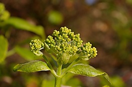 春天,花園,廠