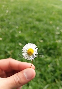 花,瑪格麗特,普拉托