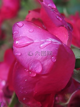 玫瑰,粉紅色,紅色