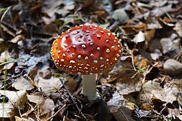 飛木耳,蘑菇,秋季