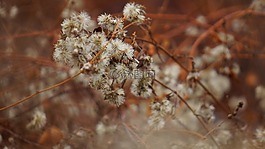 植物,秋,棕色