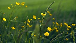 鮮花,開花,廠