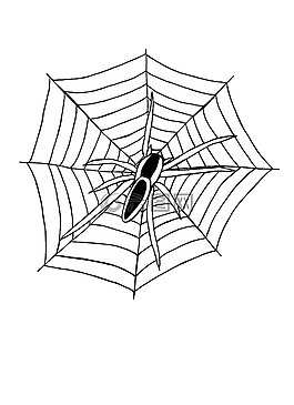 蜘蛛,web,蛛網(wǎng)