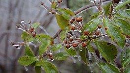 植物,冬天,冰