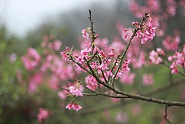 花,桃花,紅色的花朵