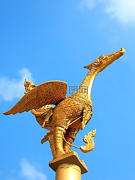 鸟,金,天空