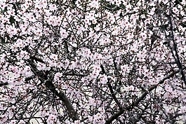杏仁樹(shù),杏仁花,鮮花