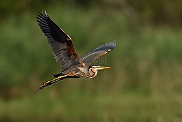 鳥(niǎo),動(dòng)物區(qū)系,性質(zhì)