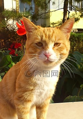 动物,猫咪,注视