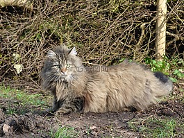 挪威森林猫,长毛猫,野生猫科动物