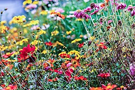 花,花園里的花,夏天花