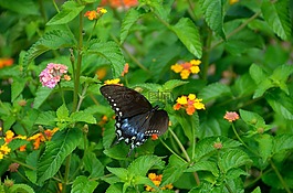 燕尾蝴蝶,花園,昆蟲