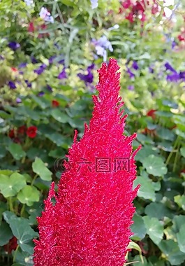 花,紅色,性質(zhì)