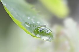 降,森林,水