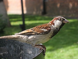 麻雀,鳥,坐