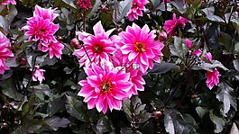 粉红色,鲜花,粉红色白色