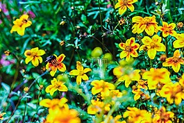 花,大黃蜂,昆蟲