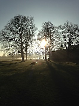 戶外,樹(shù),側(cè)影