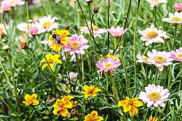 花,花園里的花,雛菊