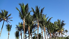 棕櫚樹,藍(lán)色的天空,海灘