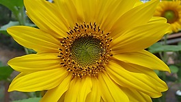 向日葵,花園,花