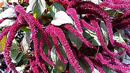 粉紅色,花,開花