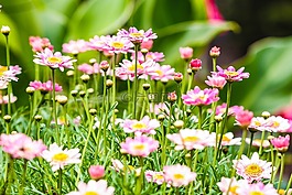 花,花园里的花,雏菊