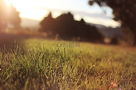 下午,日落,草