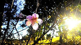 花卉,溶膠,太陽