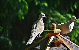 鴿子,鳥,捉住了