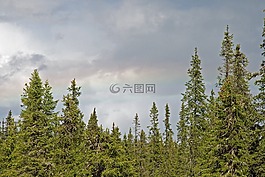 森林,云,夏天